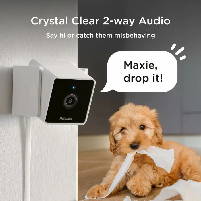 Petcube Cam İç Mekan Wi-Fi Evcil Hayvan ve Güvenlik Kamerası - Telefon App