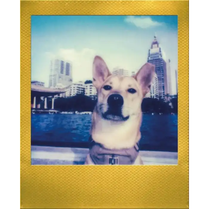 Polaroid Go Renkli Film - 6017