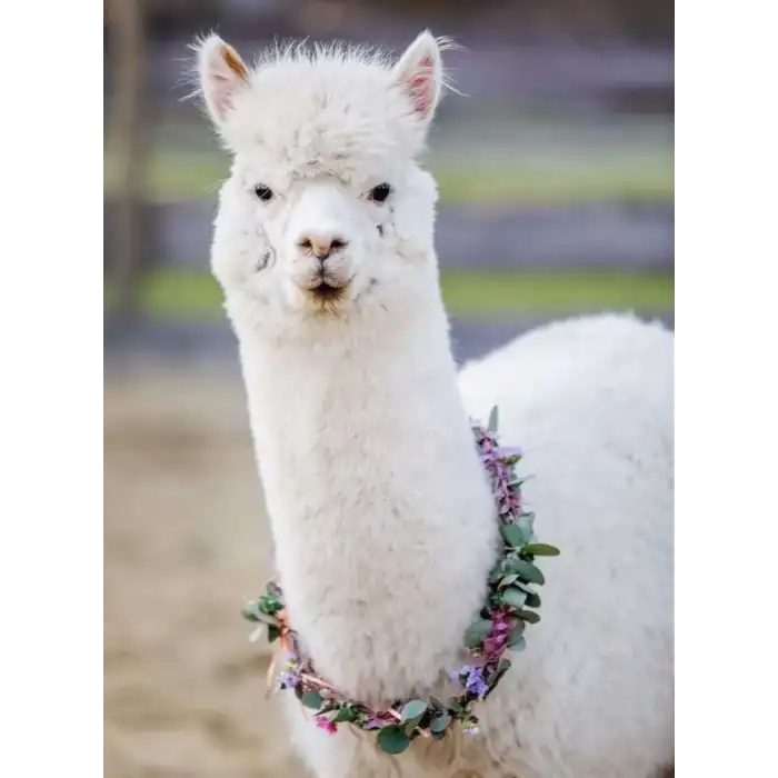 Ravensburger Puzzle Moment: 200 Parça Puzzle - 13270 -