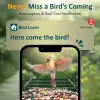 BirdLegend Akıllı Kuş Yemliği Kameralı Güneş Enerjili, 1080P HD - Yeşil