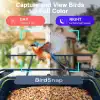 BirdSnap APS - Kameralı Güneş Panelli Metal Kuş Yemliği 2K HD - Beyaz/Mavi