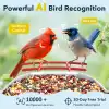 Peckcam Akıllı Kuş Yemliği, Kamera, 2K Canlı Gerçek Zamanlı Uyarı - Kırmızı
