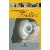 Türkiye´nin Önemli Omurgasız Fosilleri