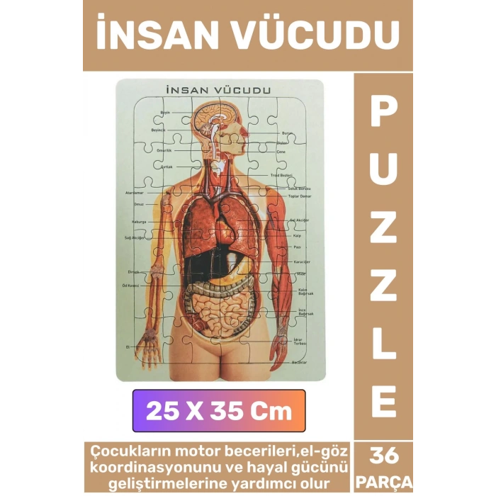 Eğitici Eğlenceli El-Göz Koordinasyonu Motor Becerisi Geliştiren 36 Parça Puzzle İNSAN VÜCUDU