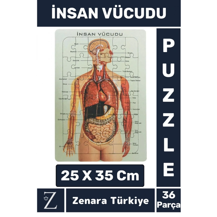 Premium Eğlenceli Eğitici Görsel Algı Motor Becerisi Geliştiren Çocuk PUZZLE 36 Parça İNSAN VÜCUDU