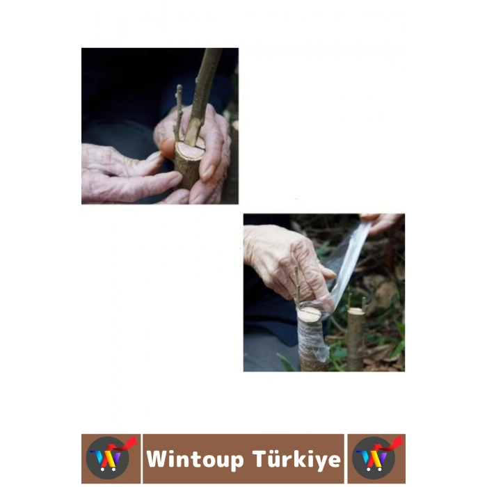 #Ağaç Profesyonel Hobi Bağ Bahçe Kendinden Yapışkanlı Kalem Göz Aşısı Sızdırmaz Hava Su Rüzgar Toz Geçirmez Esnek Şeffaf Fidan Ağaç Aşı Bandı 5 Cm X 200 Metre 2 Adet