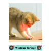 #Tasma Esnek Kafa Açılı Ayarlanabilir Silikon Kayış 2 Modlu Şarjlı Otomatik Lazer Kedi Oyun Tasması
