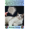 Ergonomik Kaymaz Uzun Kısa Tüy Tüm Irklar İçin Kendini Temizleyen Otomatik Tuşlu KEDİ KÖPEK TARAĞI