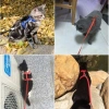 Kedi Boyun ve Göğüs Tasması