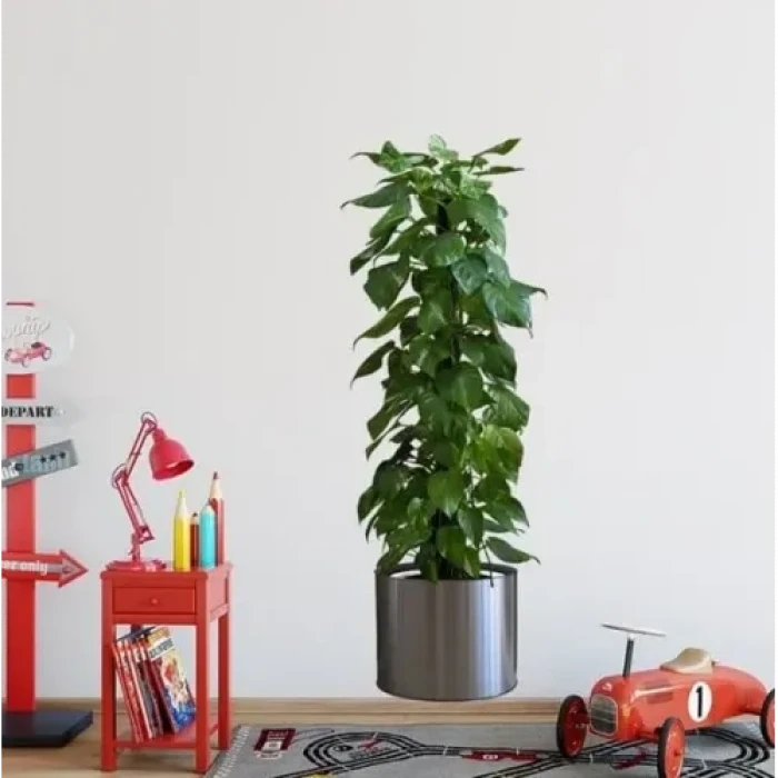 Saksılı Bitki Tasarımlı Yapışkanlı Sticker Resim 90*30 cm MC-665