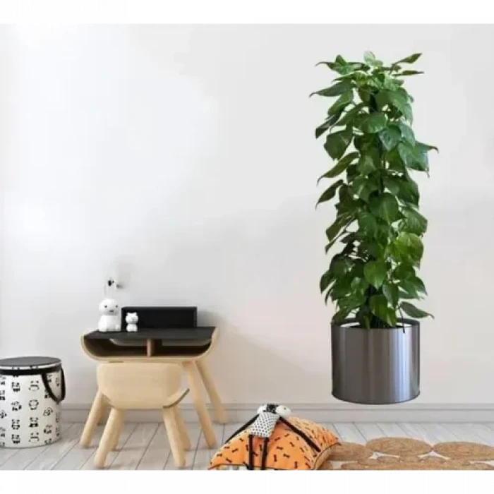 Saksılı Bitki Tasarımlı Yapışkanlı Sticker Resim 90*30 cm MC-665