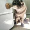 Kedi Nanesi Oyun Topu