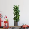 Saksılı Bitki Tasarımlı Yapışkanlı Sticker Resim 90*30 cm MC-665