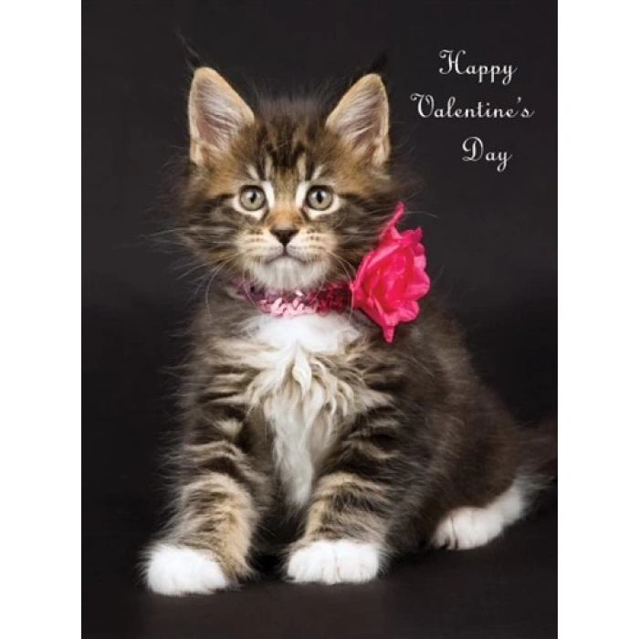 Sol Dış Ayna Kapağı Psa Bıpper/Nemo B.M 04- (Oem No: 8153 Vl)