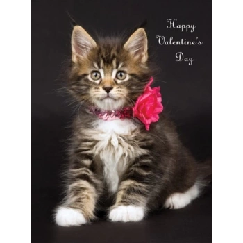 Sol Dış Ayna Kapağı Psa Bıpper/Nemo B.M 04- (Oem No: 8153 Vl)