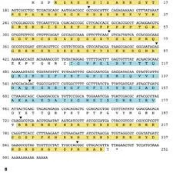Buji Kablosu Carısma 1.6 96-03 Outlander 2.0 03- None (Oem No: Sgspf-160)