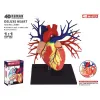 4D Master Deluxe Kalp Maketi Gerçek Boyut