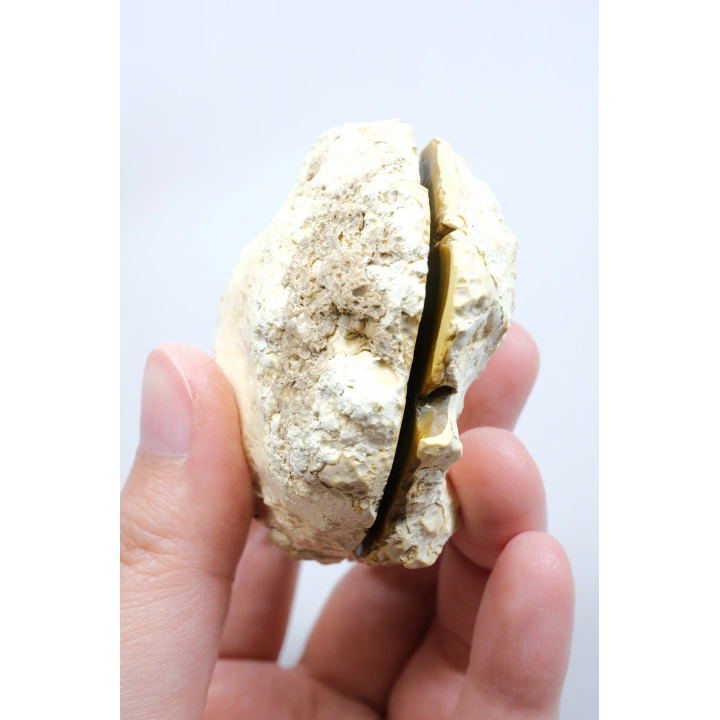 Koyu Bal Rengi ve Kehribar Tonlu Merlinit – Konsantrik Renk Bantlarına Sahip Dendritik Opal Çifti, 112 g