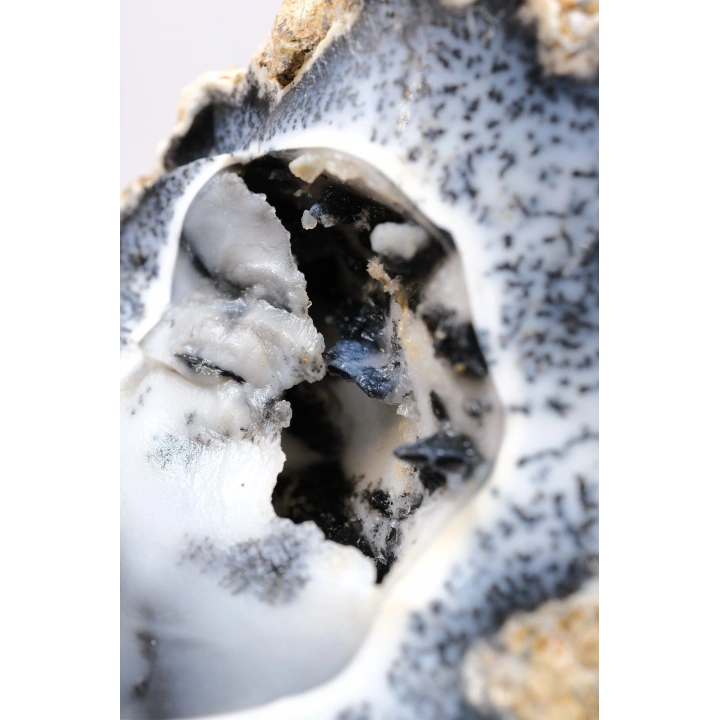 Seltene Merlinite (Baumartiger Dendritenopal) Geode - Natürliche, dreidimensionale baumartige Dendriten, 58g