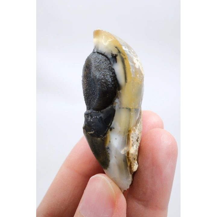 小さな黄色の樹枝状オパールゲオードで、自然な「目」の形成と黒いドルージーコアがあり、38g