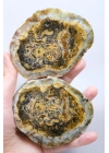 棕色树枝状蛋白石切片对——浓郁的蜂蜜赭色核心，伴有细腻的黑色树枝状纹理，重408克
