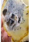 Bal-Sarı ve Buz-Mavi Dendritik Opal Levha - Kuvars Jeot Boşlukları ve Siyah Dendrit Tüyler, 377g