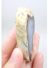Nadir Renkli Merlinite Dilimi (İki Taraflı Cila Honey & Mavi Dendritik Opal) - Manzara Koleksiyon Taşı Numunesi (65g)