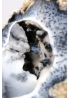 Seltene Merlinite (Baumartiger Dendritenopal) Geode - Natürliche, dreidimensionale baumartige Dendriten, 58g