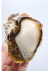 Ham Bal ve Süt-Opal Örneği Matriste, 141g