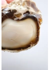 Ham Bal ve Süt-Opal Örneği Matriste, 141g