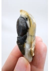 小さな黄色の樹枝状オパールゲオードで、自然な「目」の形成と黒いドルージーコアがあり、38g