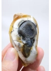 小さな黄色の樹枝状オパールゲオードで、自然な「目」の形成と黒いドルージーコアがあり、38g