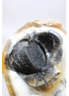 小黄色树枝状蛋白石晶洞，具有自然“眼睛”形态和黑色晶核，41克