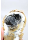 小黄色树枝状蛋白石晶洞，具有自然“眼睛”形态和黑色晶核，41克