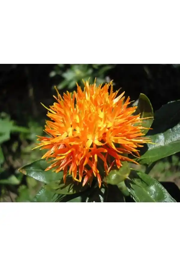 Aspir Safran Çiçeği Yerli Safran 100 Gr, Lokman Aktar