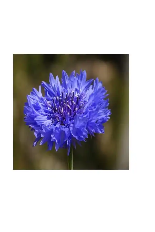 Peygamber Çiçeği Mavi Kantaron 50 G, Lokman Aktar