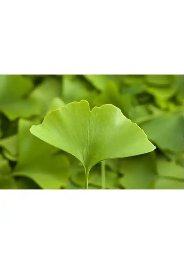 Mabet Ağacı Yaprağı 10 G, Lokman Aktar