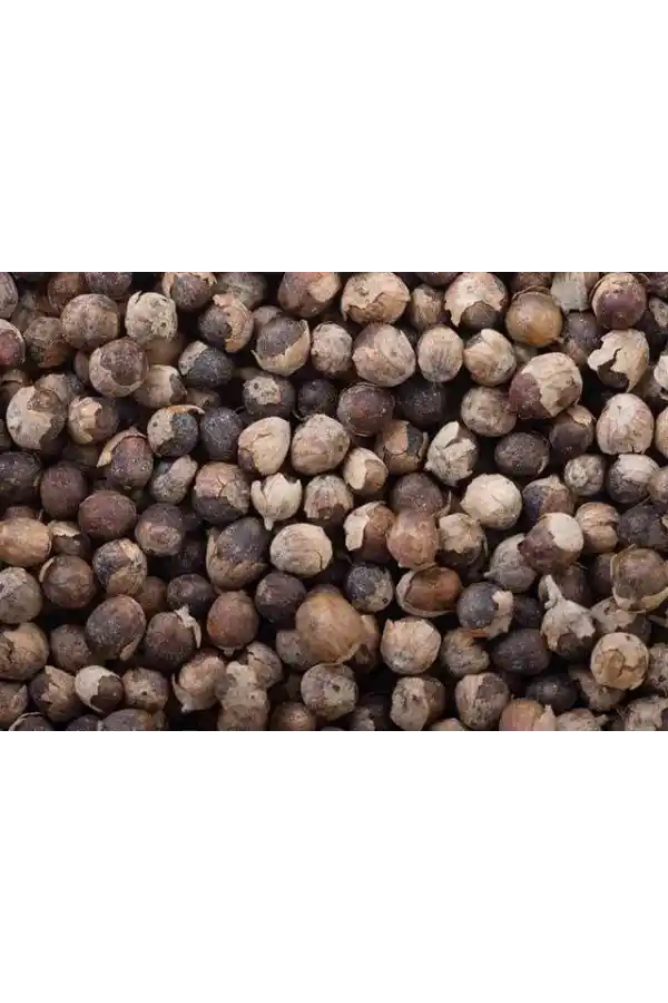 Hayıt Tohumu 1 KG, Lokman Aktar