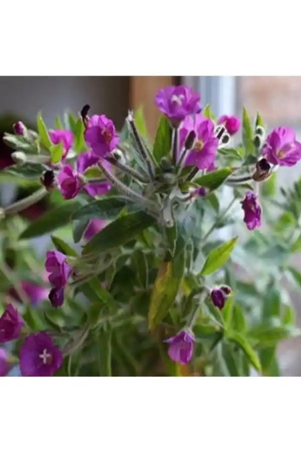 Yakı Otu 1 kg, Lokman Aktar