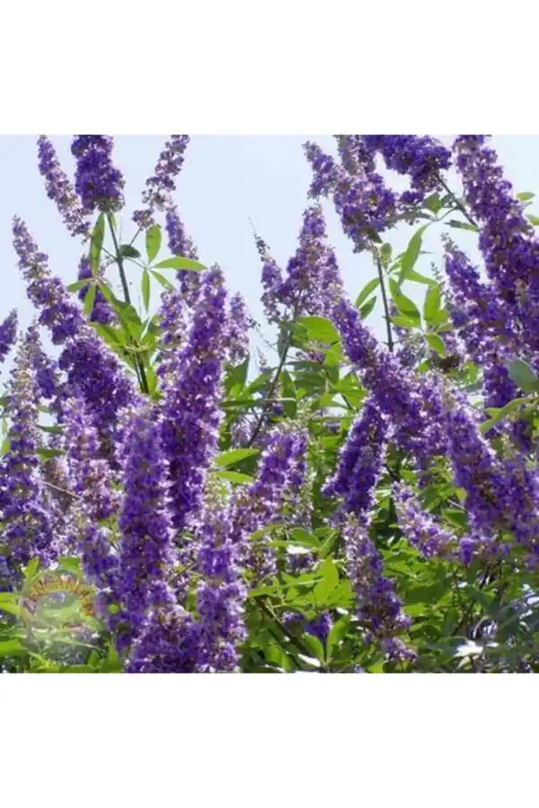 Hayıt Tohumu 100 gr, Lokman Aktar