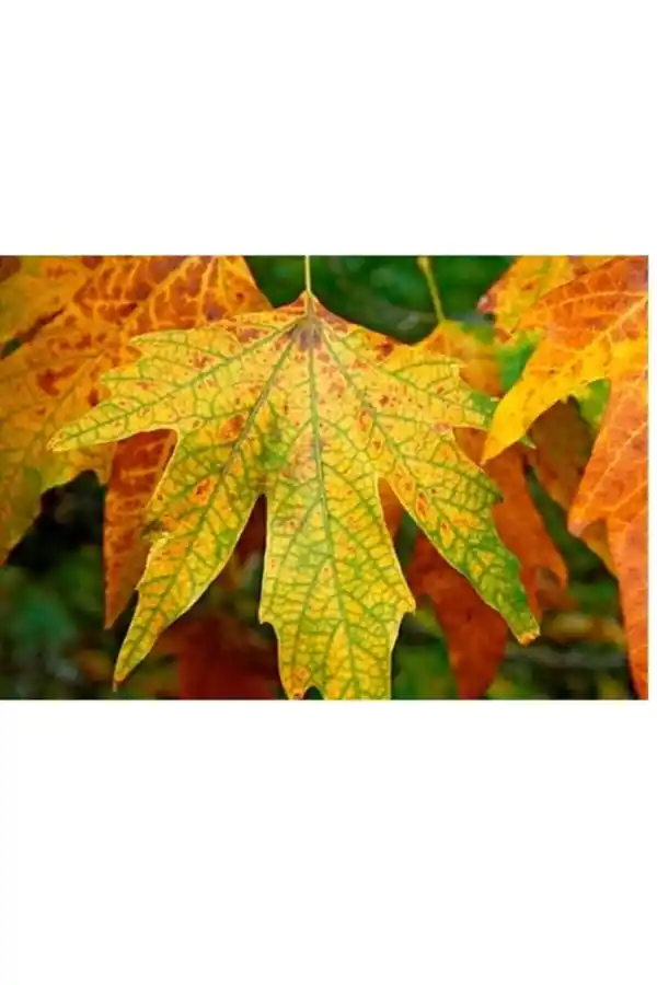 Çınar Yaprağı 50 gr, Lokman Aktar