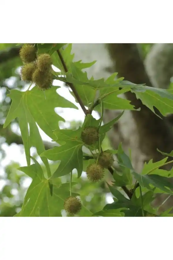 Çınar Yaprağı 50 gr, Lokman Aktar
