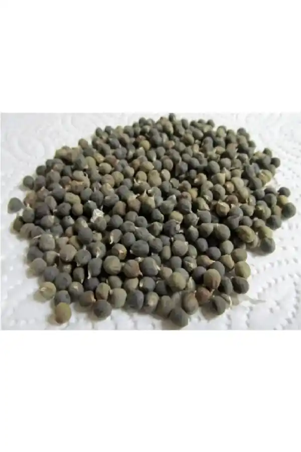 Bamya Tohumu Öğütülmüş 100 gr, Lokman Aktar