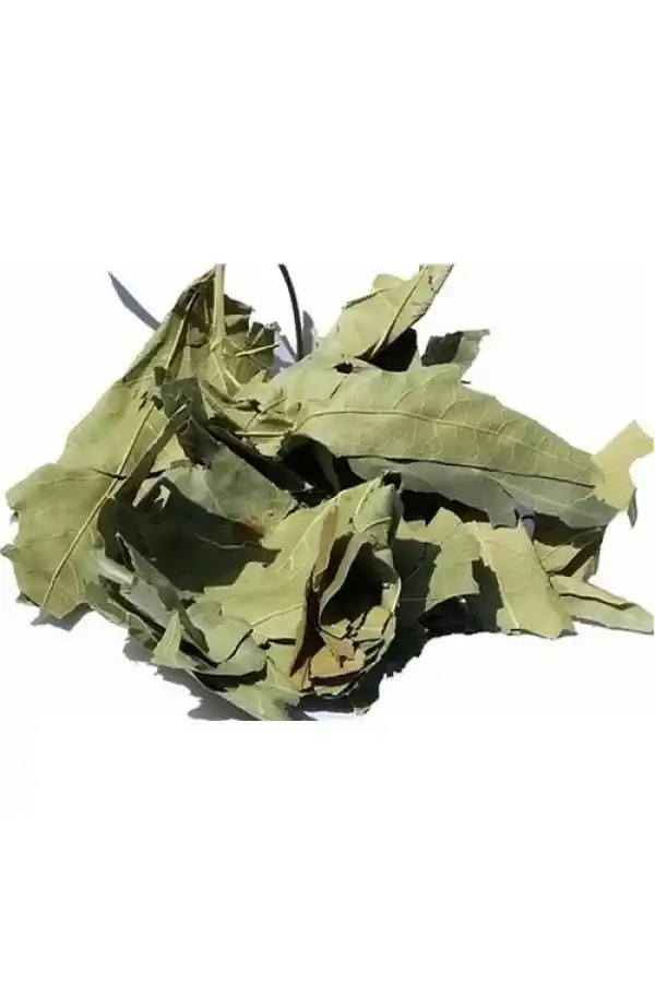 Çınar Yaprağı 20 Gr, Lokman Aktar