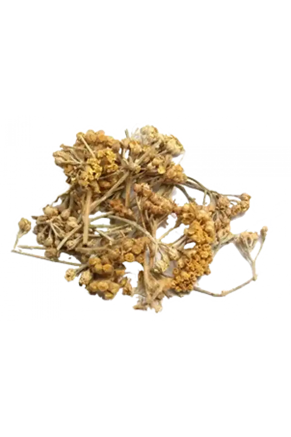 Civan Perçemi 30 Gr, Lokman Aktar