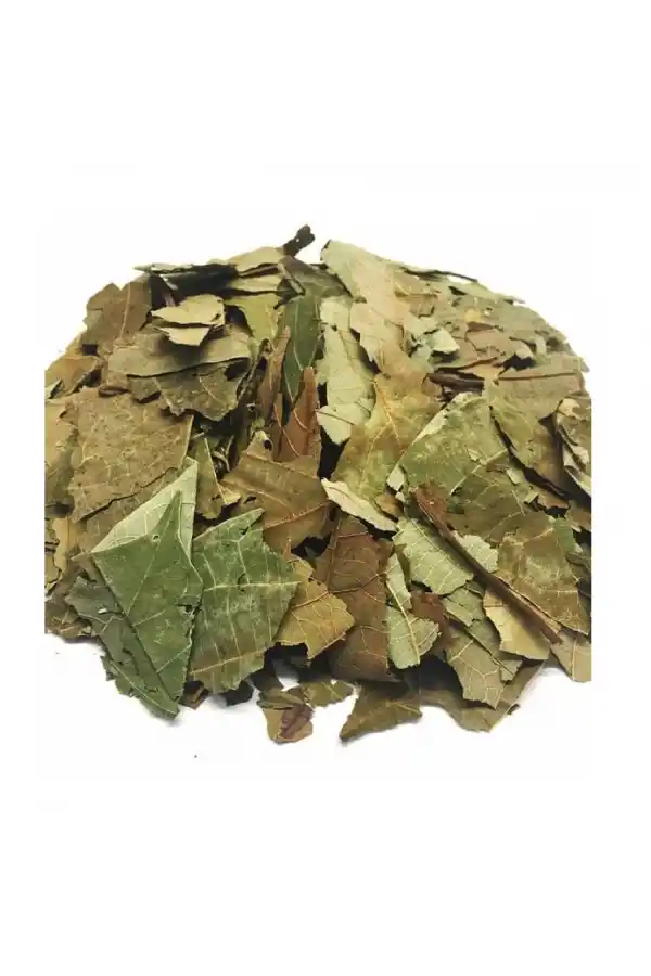 Avakado Yaprağı (Persea Gratissima) 100 gr, Derya Eren