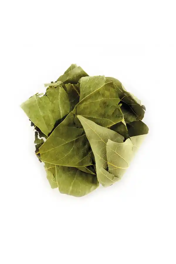 Avakado Yaprağı (Persea Gratissima) 100 gr, Derya Eren