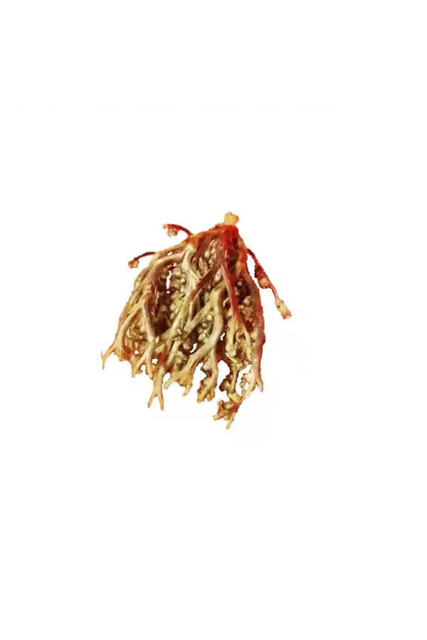 Meryem Ana Eli Otu (Fatma Ana Eli) Anastatika Hierochuntica 100 gr, Derya Eren