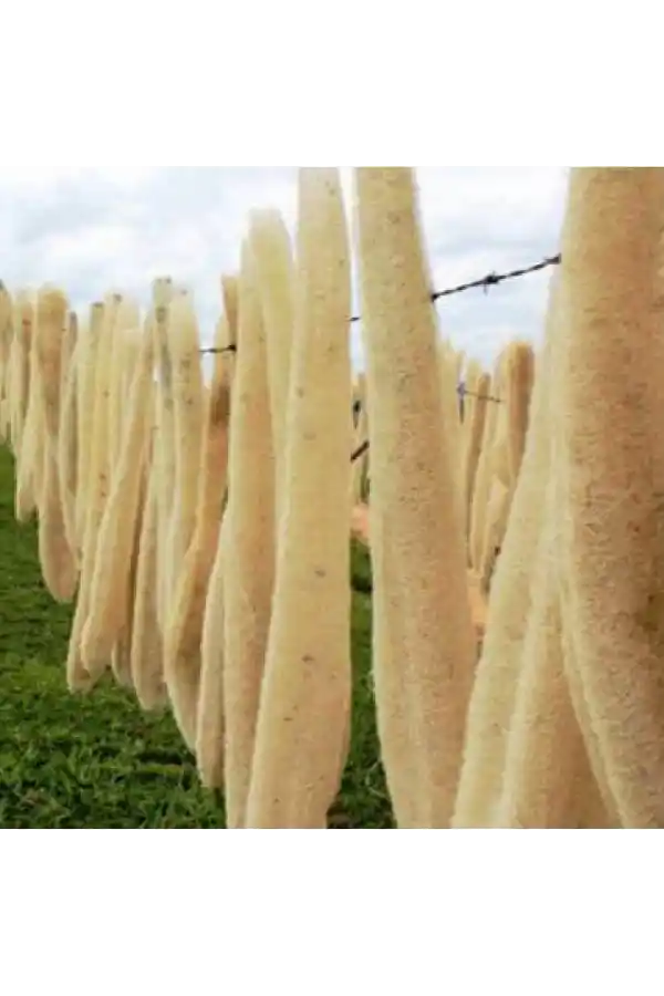 Kabak Lifi Ham Parça, 15-18 cm, 1 Adet Derya Eren