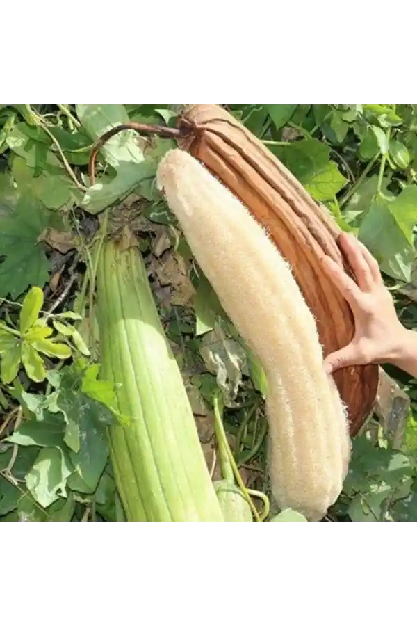 Kabak Lifi Ham Parça, 15-18 cm, 1 Adet Derya Eren